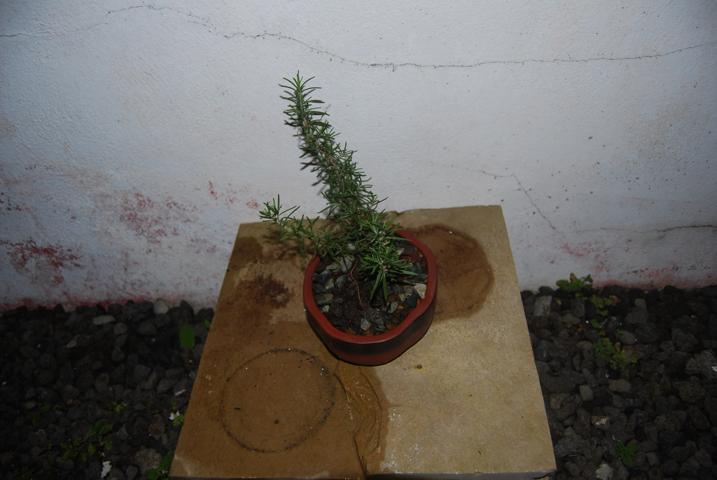 رومارن , اکلیل الجبل، حصالبان، حصالبان اکسیر ، Common Rosemary, Moorwort , Herb of memory
